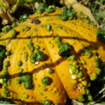 Les derniers points de vente de l&rsquo;année