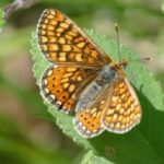 Les sorties naturalistes !