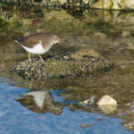 Observation du Chevalier guignette