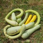 Les légumes de l&rsquo;été !