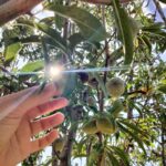 Colinéo lance un appel aux dons ! 