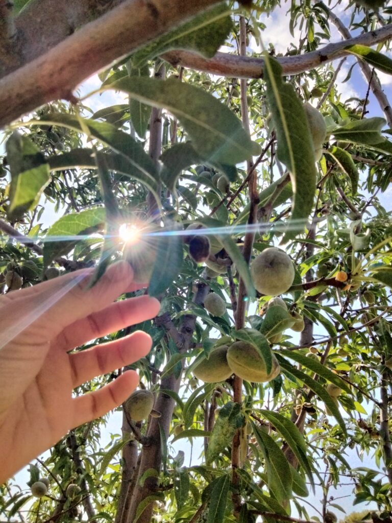Colinéo lance un appel aux dons ! 