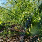 Points de vente et période de Noël