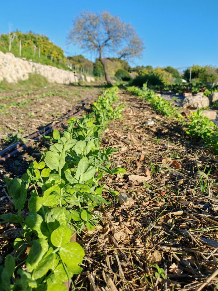 Atelier » Faire ses plants potagers «