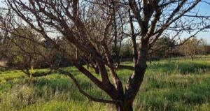 Atelier taille des amandiers – 12 janvier