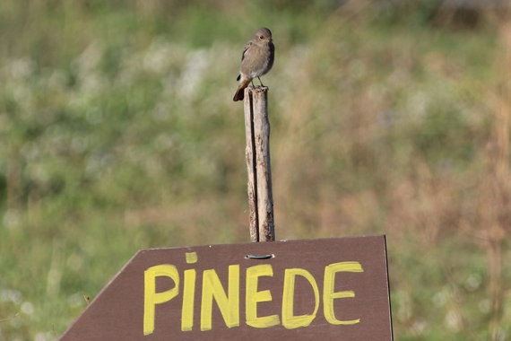 Sortie naturaliste : initiation à l’ornithologie 