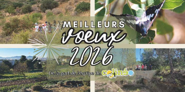 Meilleurs vœux 2026